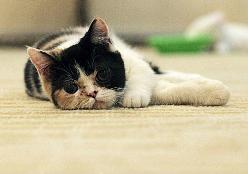 猫咪疼痛的表现（二）