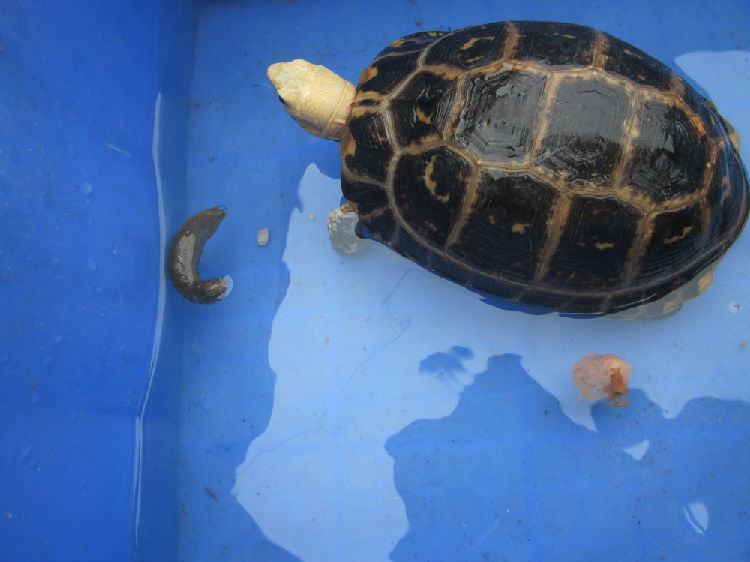 缅甸陆龟冬眠的个人经验