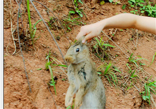 如何正确抓兔子