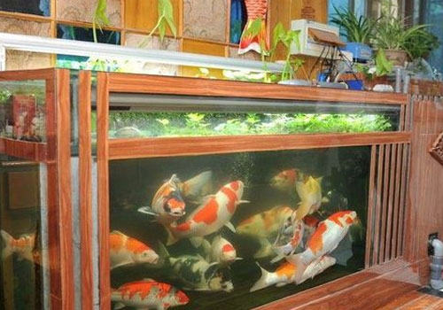 锦鲤鱼缸选择要考虑安全性 锦鲤鱼缸选择要考虑安全性