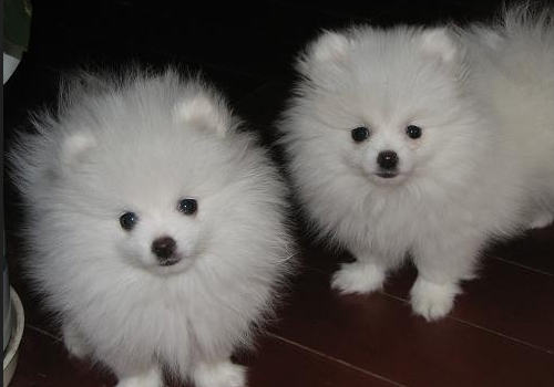 博美犬该如何喂养