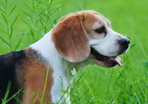 比格犬适合看家吗