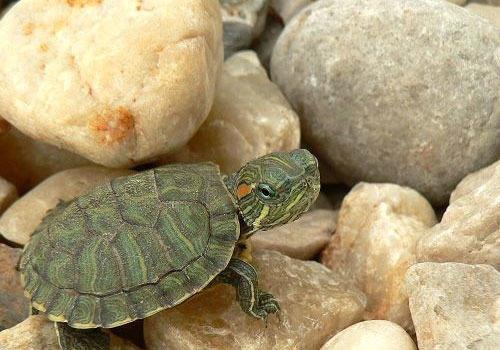 巴西龟容器布景的四个注意点（图）