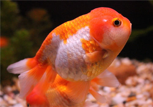 观赏鱼竖鳞病的治疗原则 观赏鱼竖鳞病的治疗原则