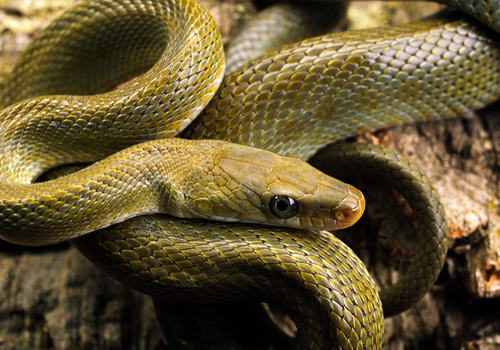 养蛇同样要慎用维生素b