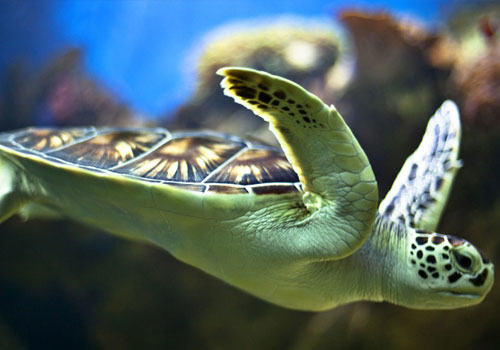 海水龟的种类有哪些