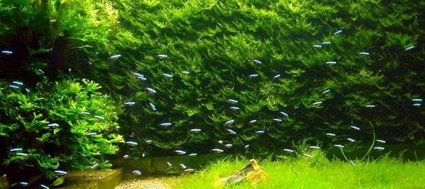 如何让你的灯鱼群游泳 如何让你的灯鱼群游泳