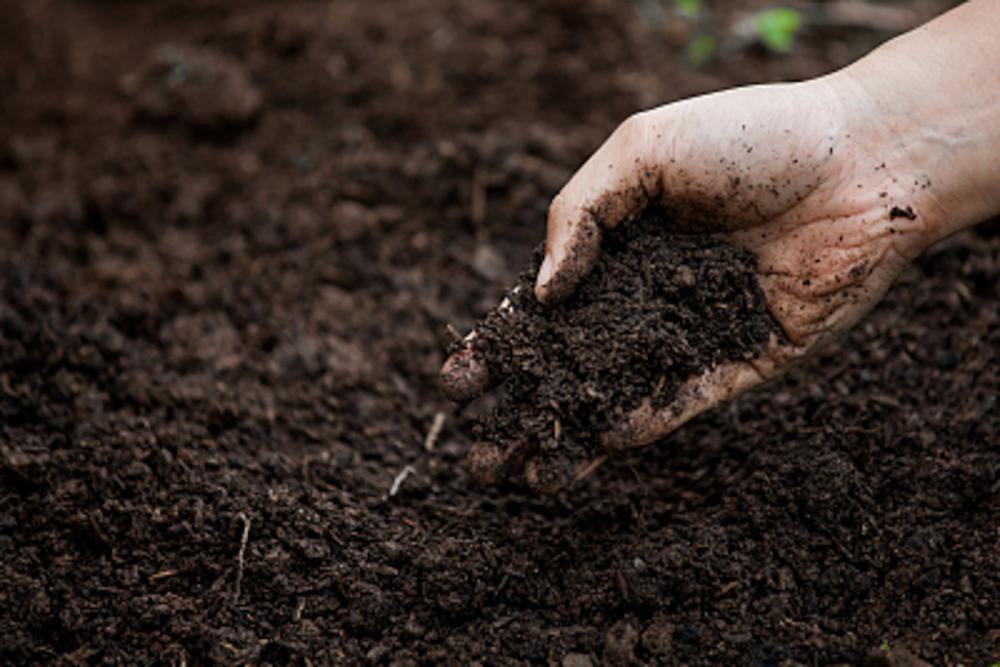 “瓜子壳”抓一把扔土里，土壤不板结，植物叶子长得旺！