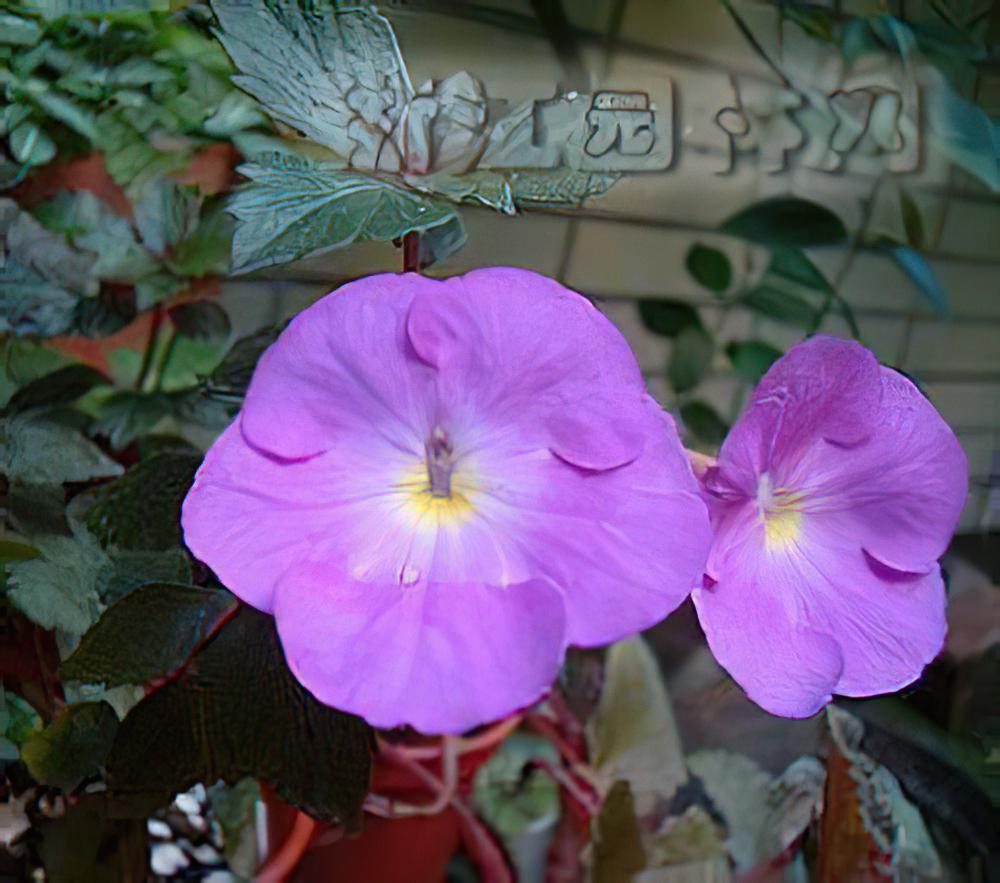 长筒花的栽种培养（图）