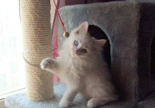 训练猫咪需要正确的刺激方法 训练猫咪需要正确的刺激方法
