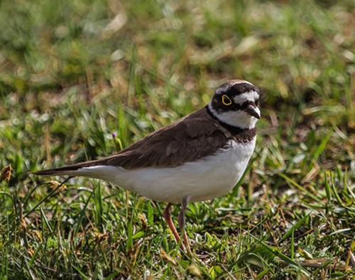 画眉鸟挑选时也需注意外表 画眉鸟挑选时也需注意外表