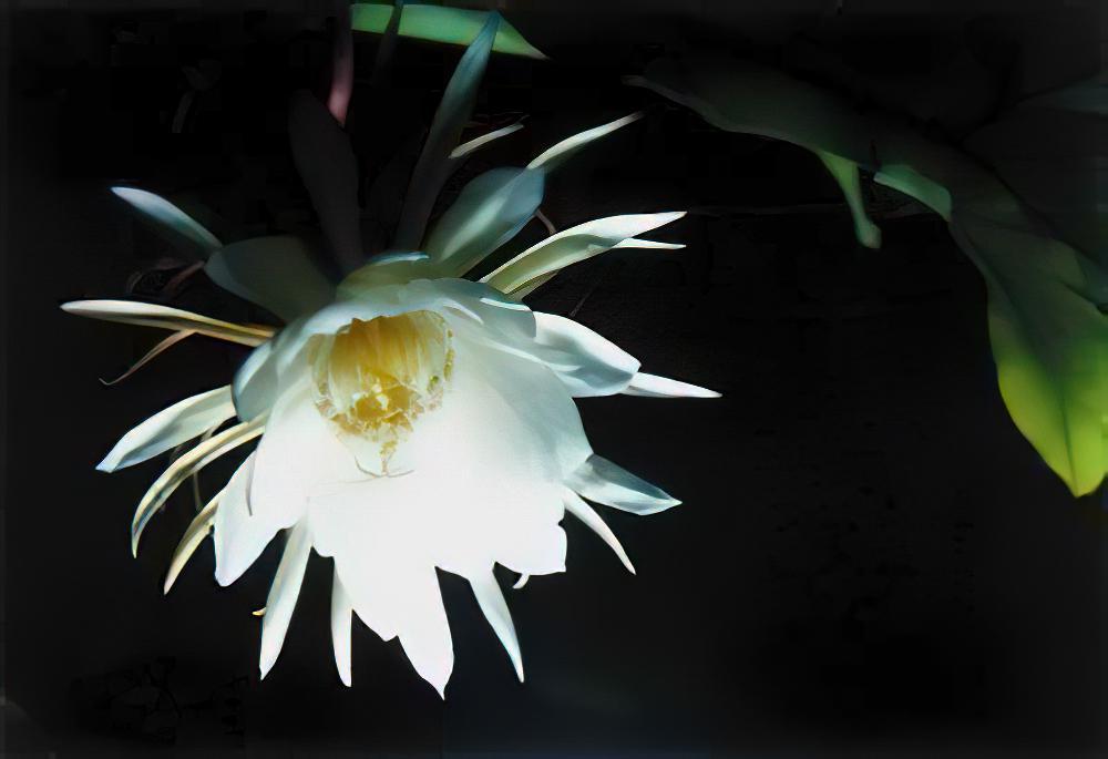 昙花的栽培与管理（图）