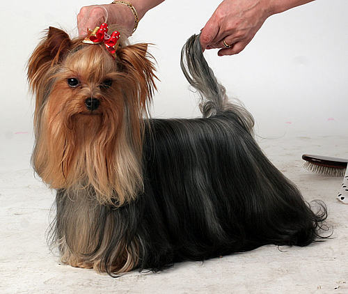 约克夏郡的品种介绍