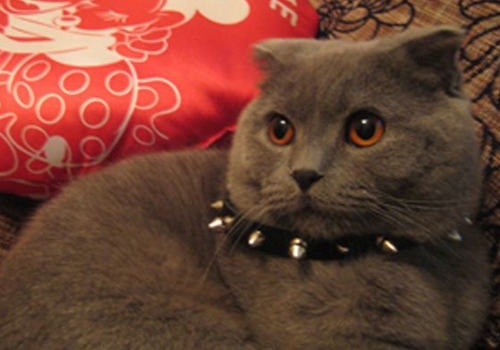 猫咪结膜炎的治疗方法有哪些