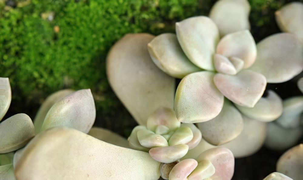 当多肉植物与苔藓相遇，共生同长的大自然和谐景观油然而生