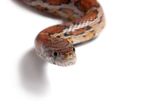 蛇的生理特性是怎样的