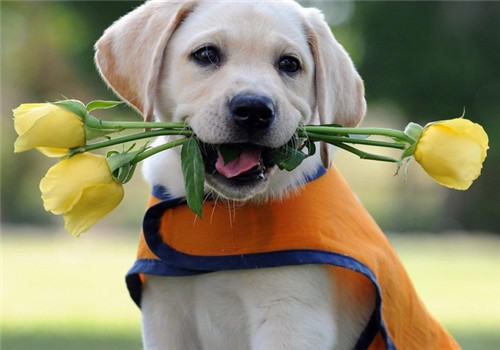 狗狗钙片的选购要点 狗狗钙片的选购要点