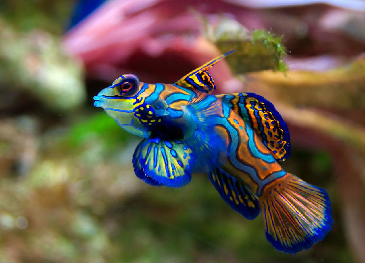 观赏鱼喂食饲料的好处