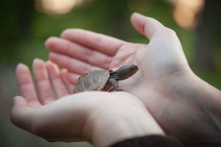 解析巴西龟的烦躁攻击