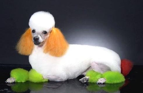 巨型贵宾犬多少钱？巨型贵宾犬价格