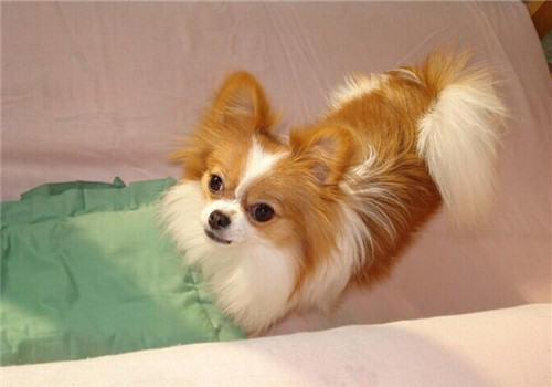 狗狗不吃狗粮怎么办 狗狗不吃狗粮怎么办