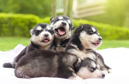 阿拉斯加半岁了一天要喂几次才好? 阿拉斯加半岁了一天要喂几次才好?