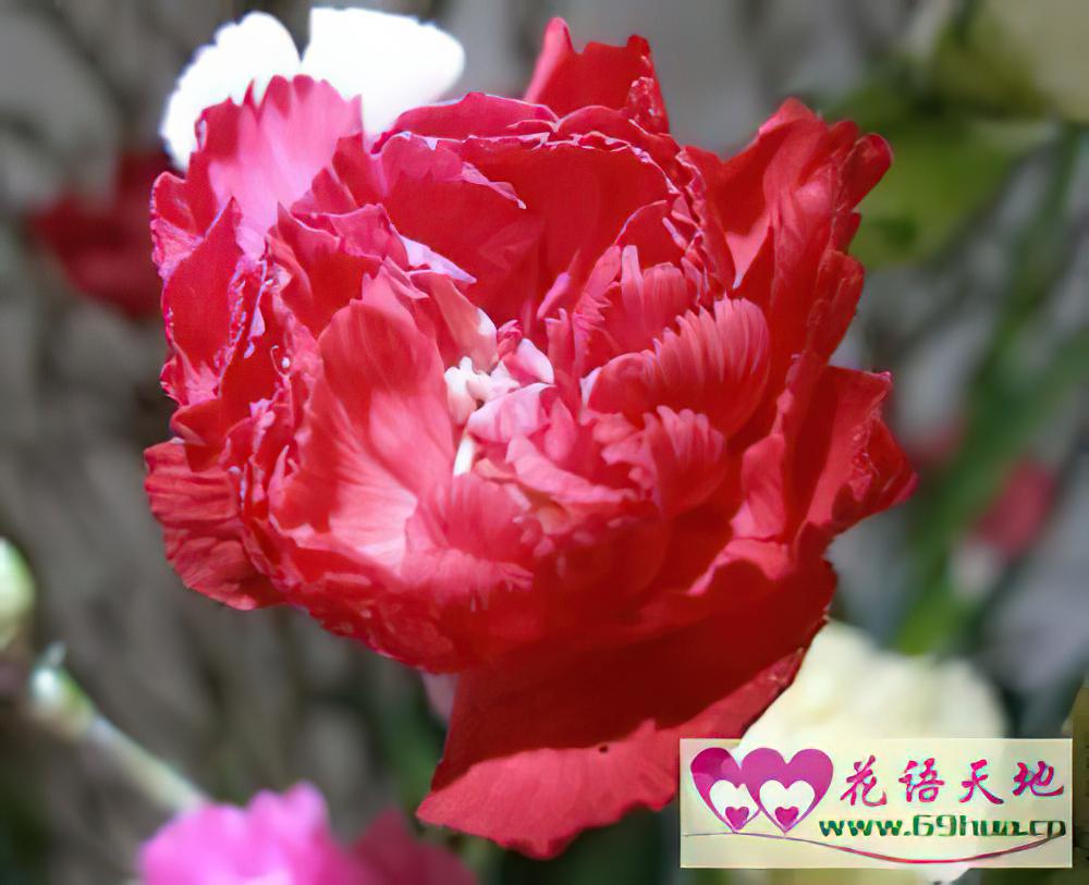 红色康乃馨的花语：祝母亲健康长寿