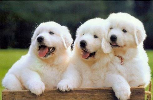 居然还有大白熊狗狗? 居然还有大白熊狗狗?