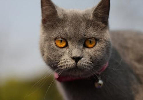 不同年龄猫咪该吃不同猫粮吗