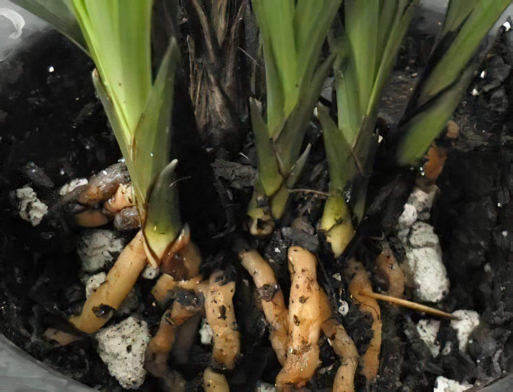 兰花植料之软植料的优缺点