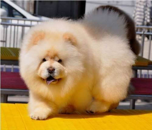 松狮幼犬掉毛怎么办？松狮幼犬掉毛