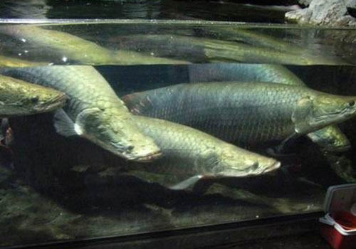 海象鱼饲养方法