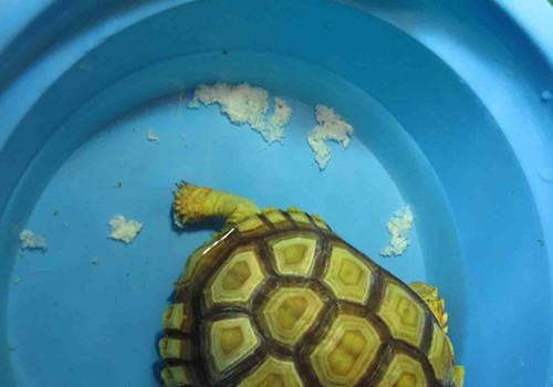 科普一下陆龟的排酸 科普一下陆龟的排酸