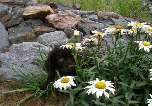 美国水猎犬的品种简介