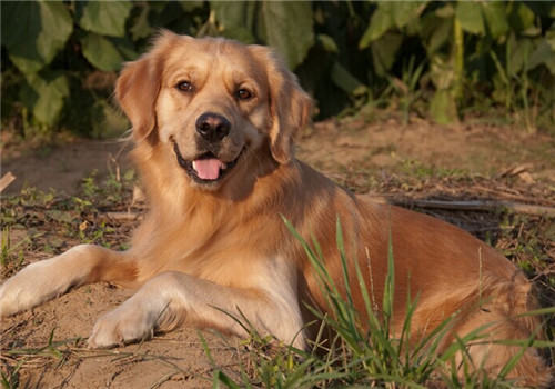 金毛犬的喂食要点