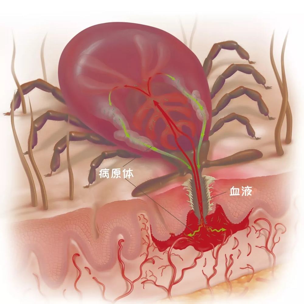 狗被蜱虫咬了怎么办？教你一个快速有效的办法