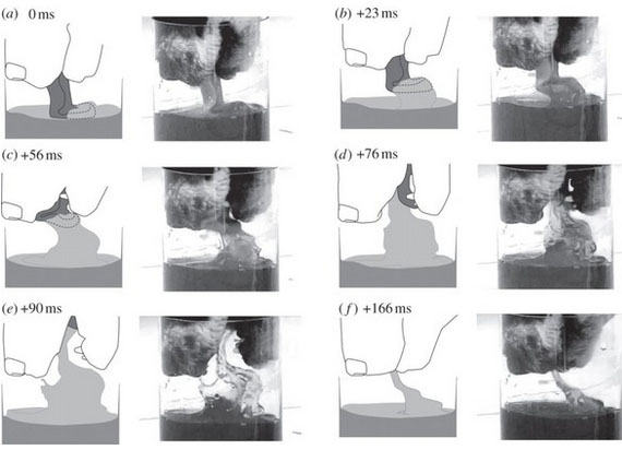揭秘猫的超聪明喝水方式