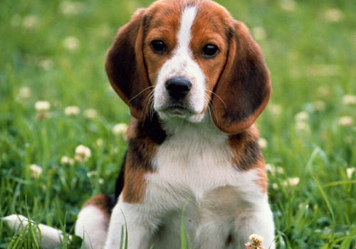 狗狗得了中耳炎怎么办 狗狗得了中耳炎怎么办