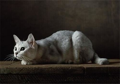 训练猫的方法有哪些？