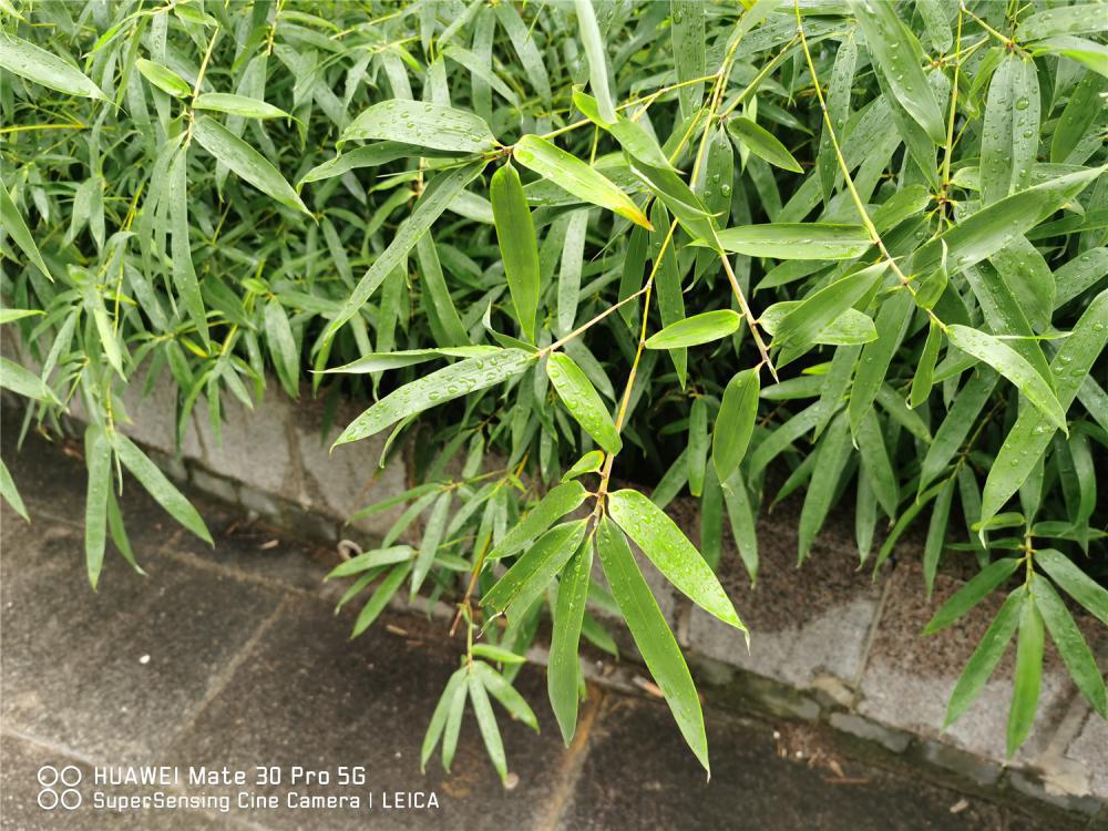 竹子种在庭院什么位置