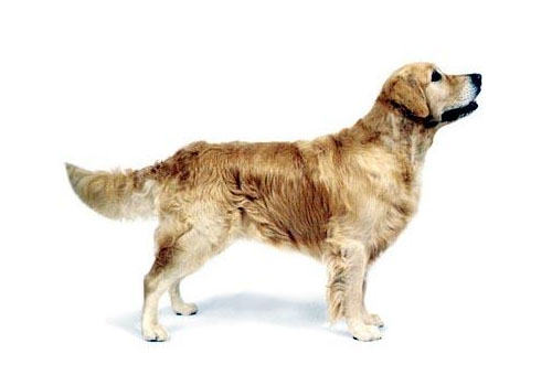 如何让狗狗也有亮丽“秀发”