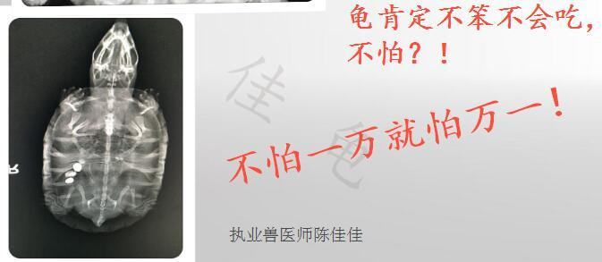 你知道什么情况下会导致龟肠胃炎吗? 你知道什么情况下会导致龟肠胃炎吗?