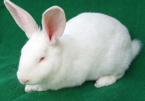 兔轮状病毒病的防治方法 兔轮状病毒病的防治方法