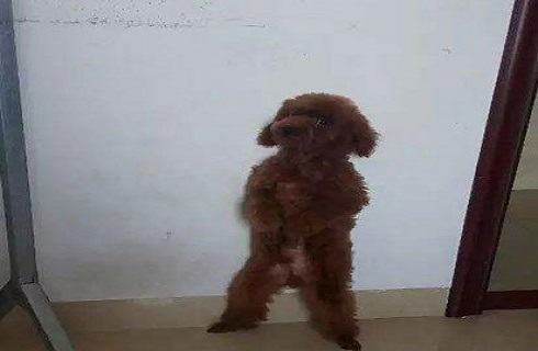 怎么训练狗狗罚站？狗罚站可以认识到错误吗？