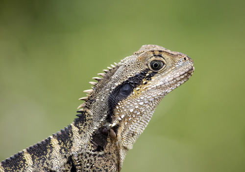 蜥蜴接回家该怎么办