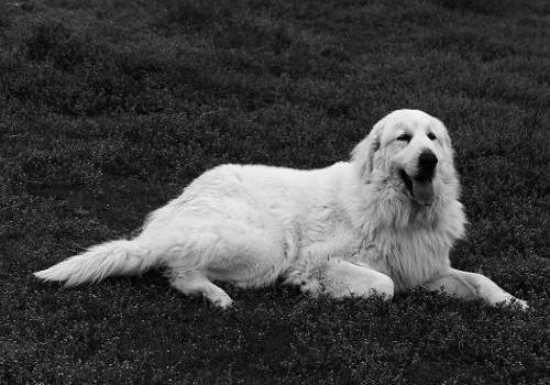 常见的长毛大型犬都有哪些品种? 常见的长毛大型犬都有哪些品种?
