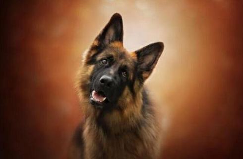 小狗被大型犬咬出血了怎么办？