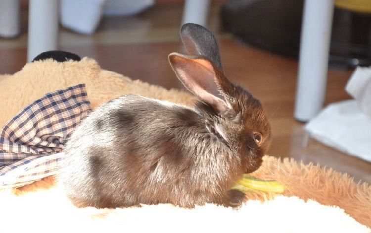 帮兔兔梳毛的方法