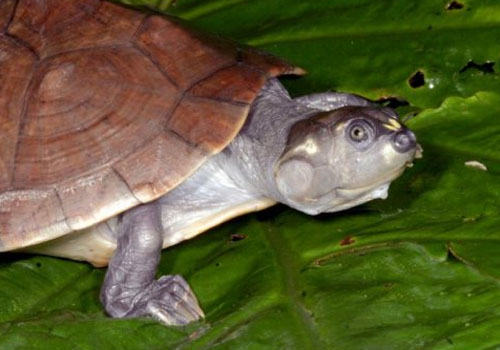 观赏龟养护之六疣南美侧颈龟