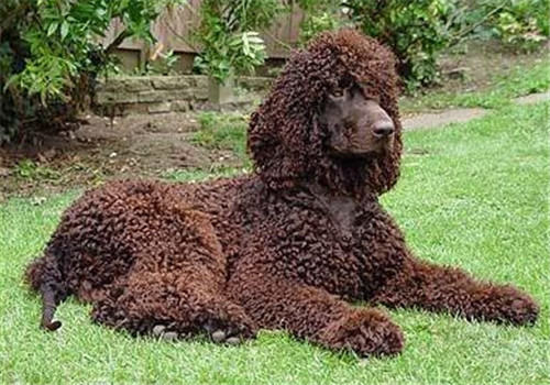 爱尔兰水猎犬的品种简介